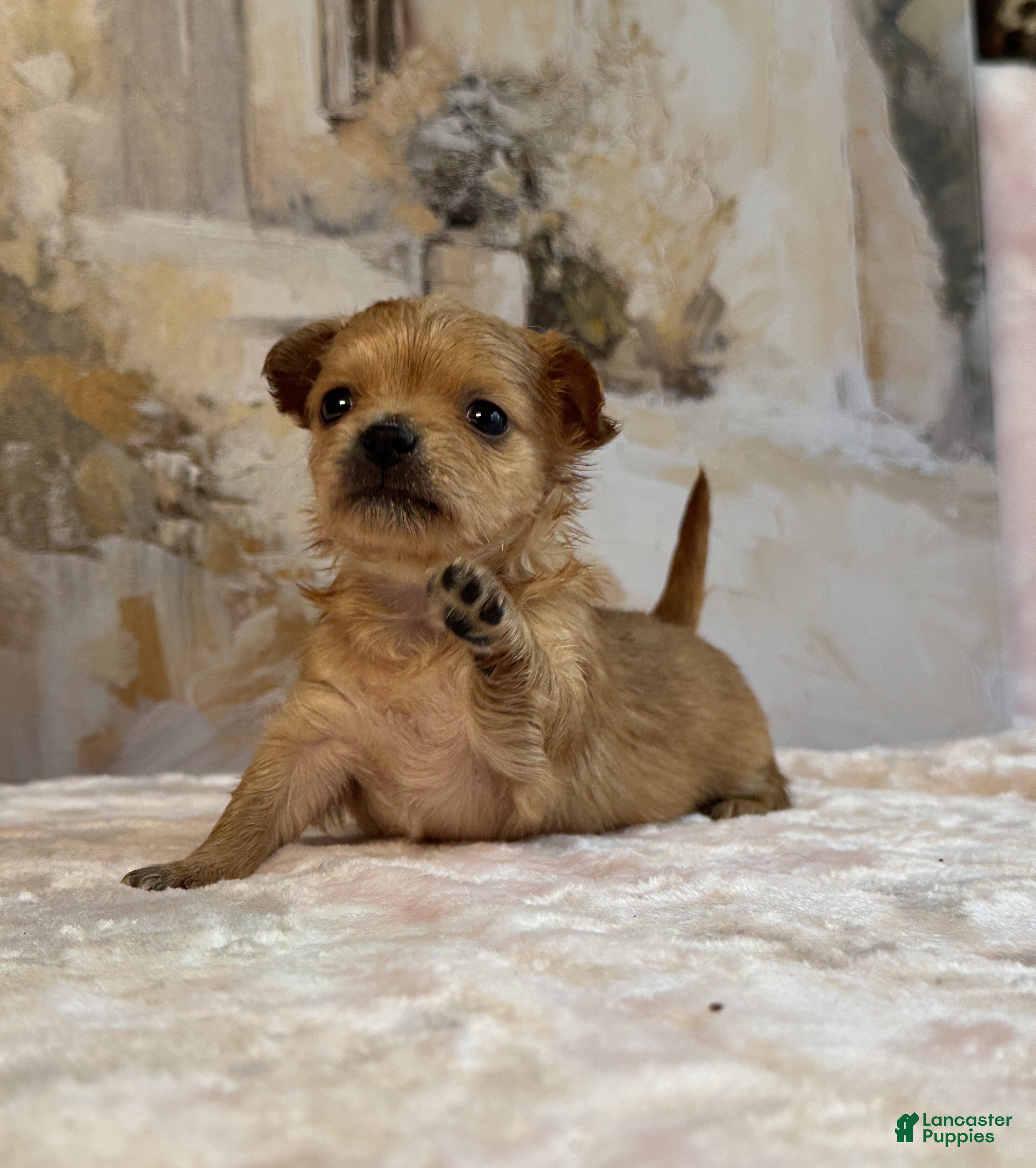 Chihuahua dogs Red gold  - Ad 3