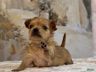 Chihuahua dogs Red gold - Ad 3