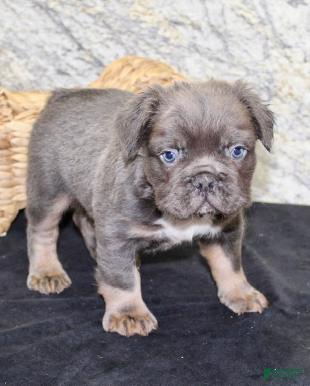 French Bulldog dogs for sale: Shadow - Ad 7