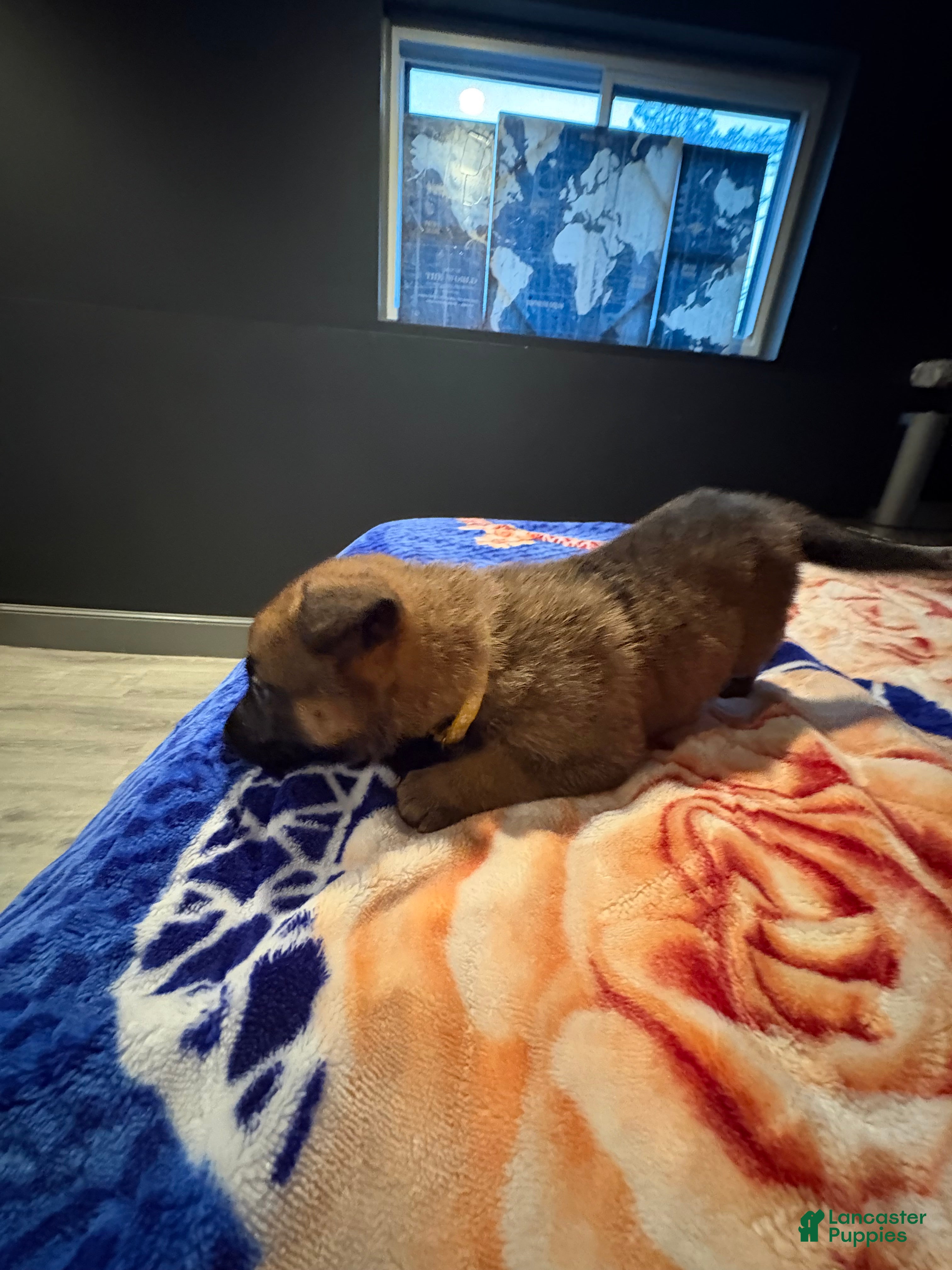 Mixed Breed dogs Daffodil - Ad 2