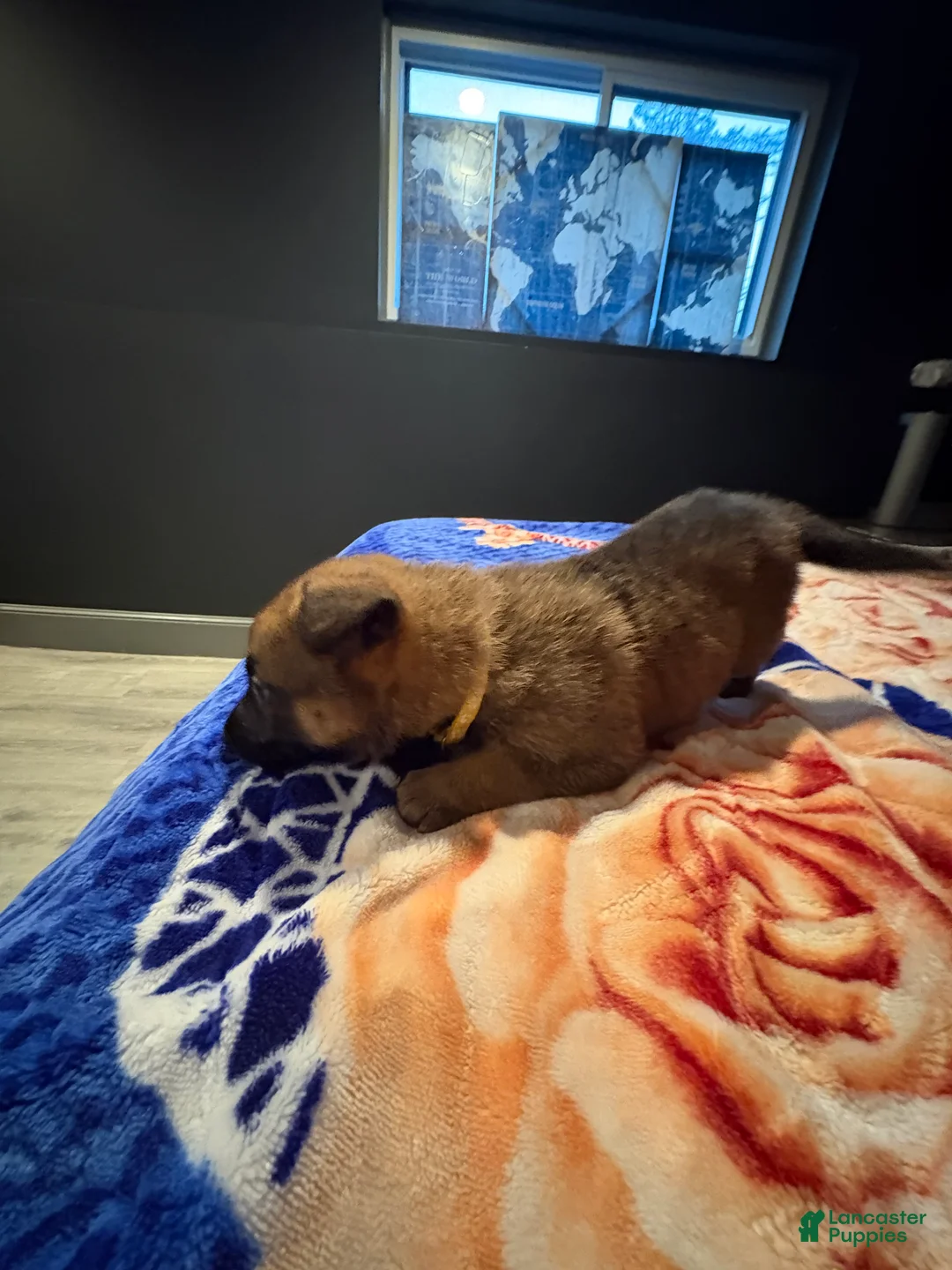 Mixed Breed dogs for sale: Daffodil - Ad 2