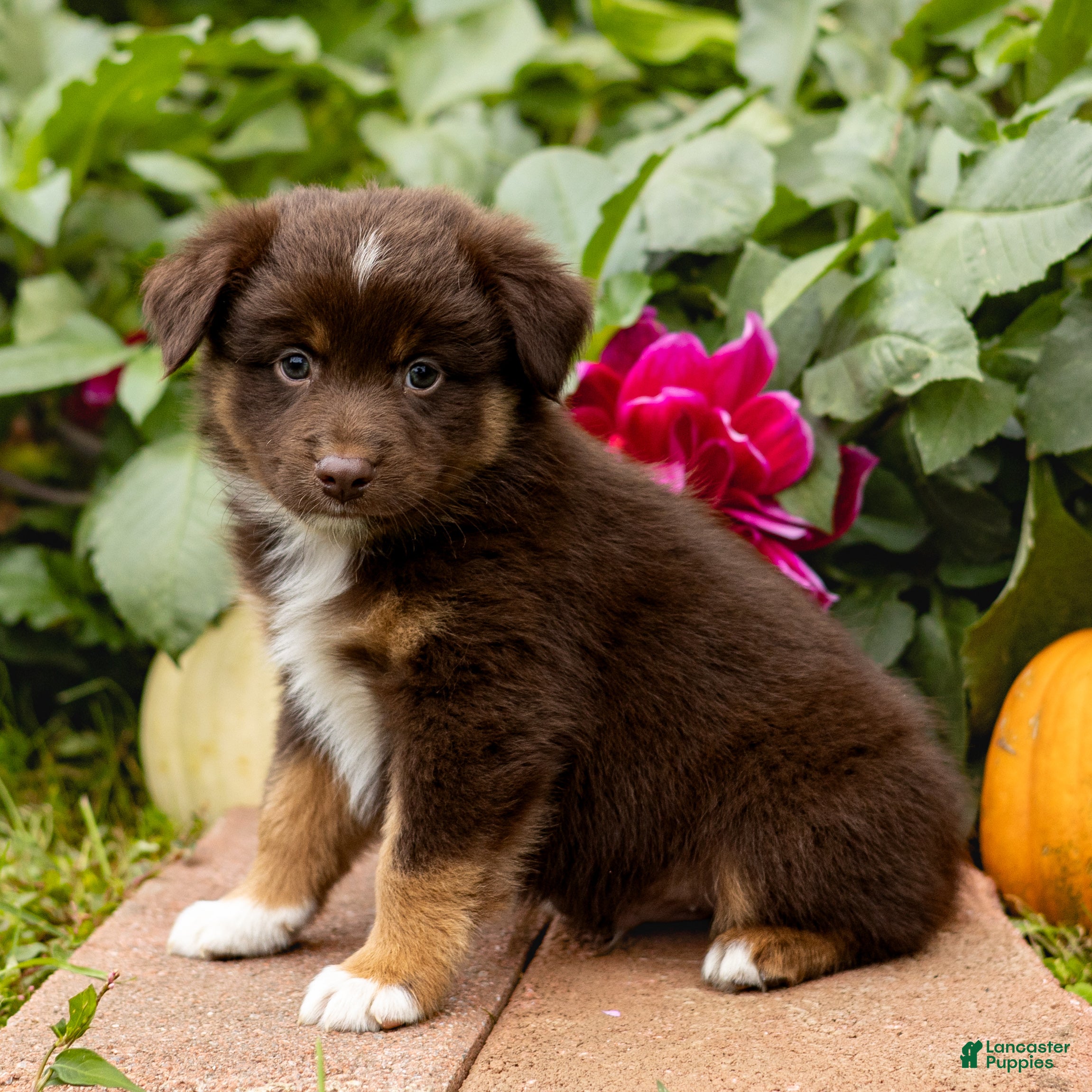 Miniature Australian Shepherd dogs Kenton - Ad 2