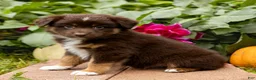 Miniature Australian Shepherd dogs for sale: Kenton - Ad 2