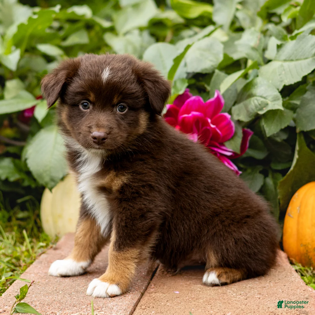 Miniature Australian Shepherd dogs for sale: Kenton - Ad 2