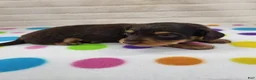 Miniature Dachshund dogs for sale: Chocolate & Tan Female - Ad 3