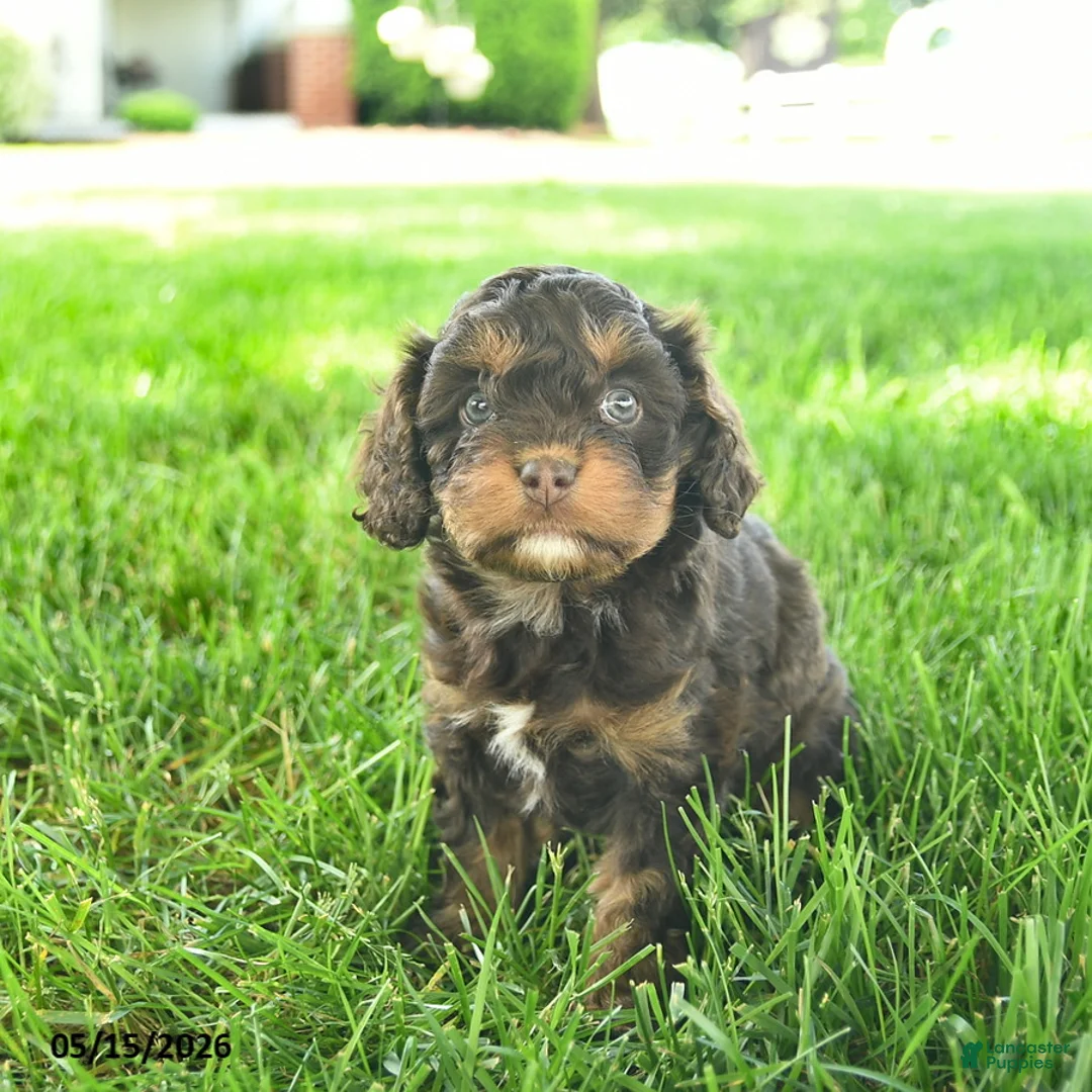 Cavapoo dogs for sale: Lady  - Ad 1