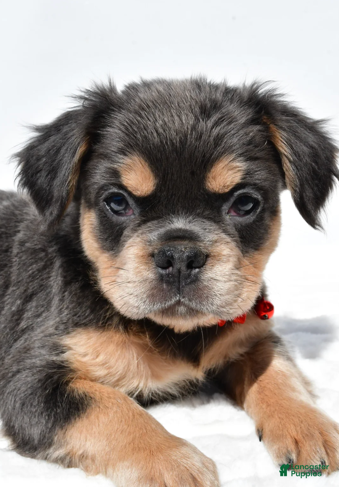 French Bulldog dogs for sale: Nikki - Ad 8