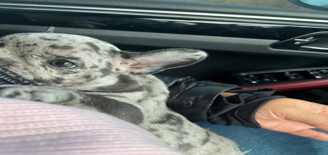 Gallery Image {{count}}