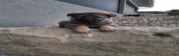 German Shepherd dogs for sale: Kobe - Ad 11
