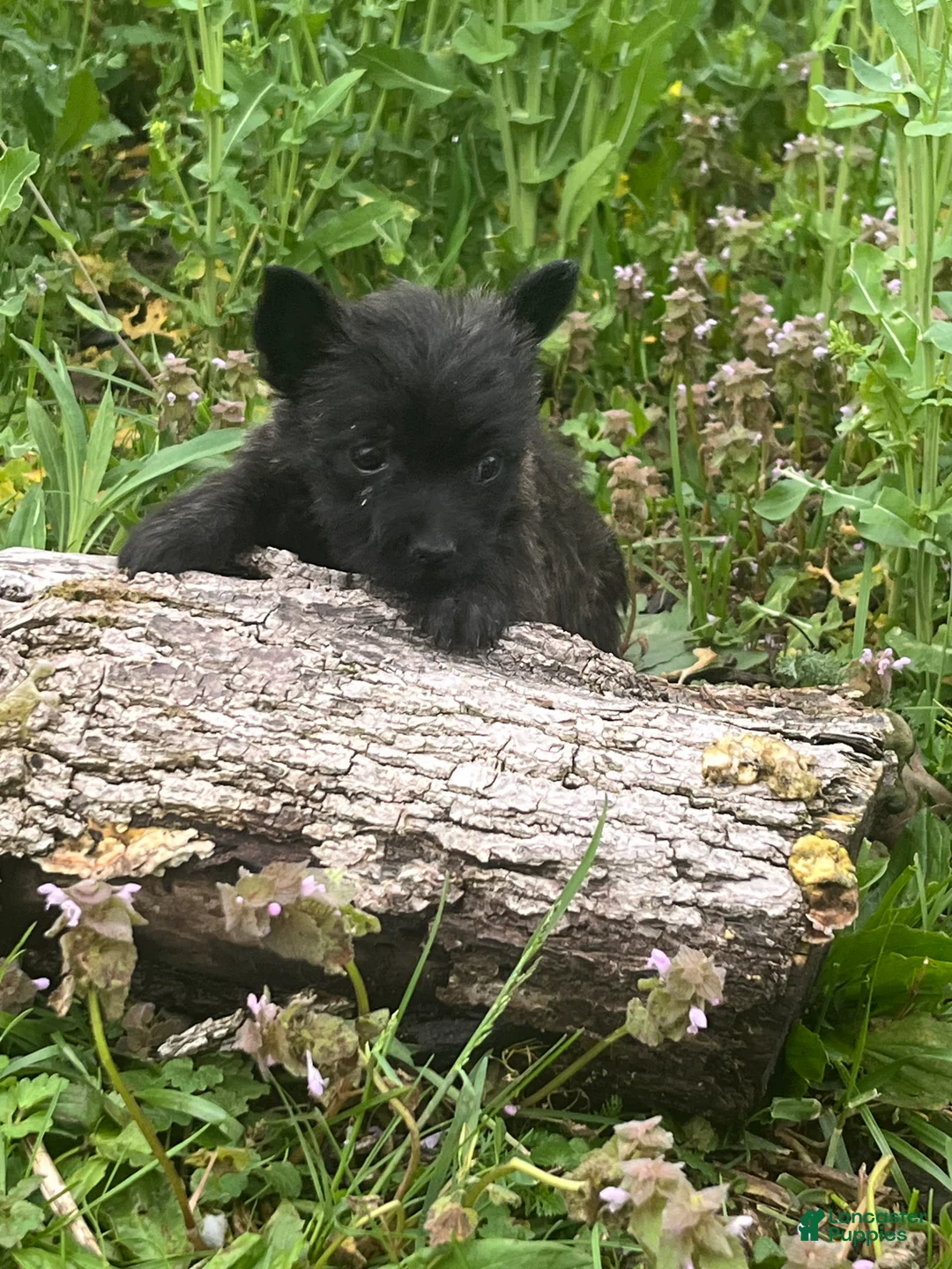 Cairn Terrier dogs for sale: Ellie - Ad 1