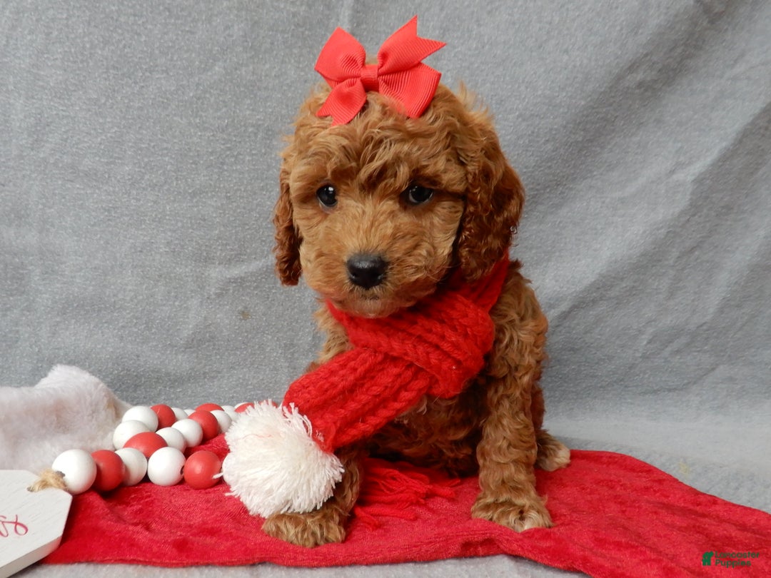 Cavapoo dogs for sale: Ginger - Ad 7