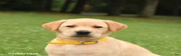 Labrador Retriever dogs for sale: Mango - Ad 3