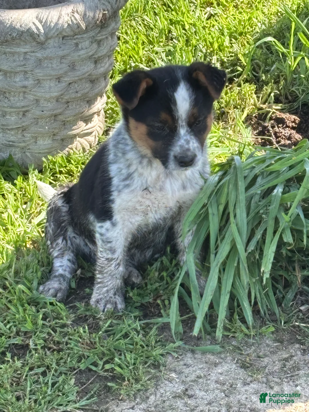 Mixed Breed dogs for sale: Mixed Breed Puppy 7 - Ad 1