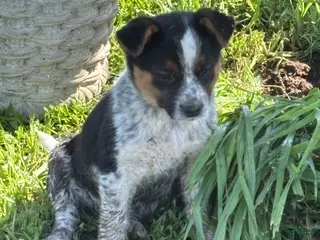 Mixed Breed dogs for sale: Mixed Breed Puppy 7 - Ad 3