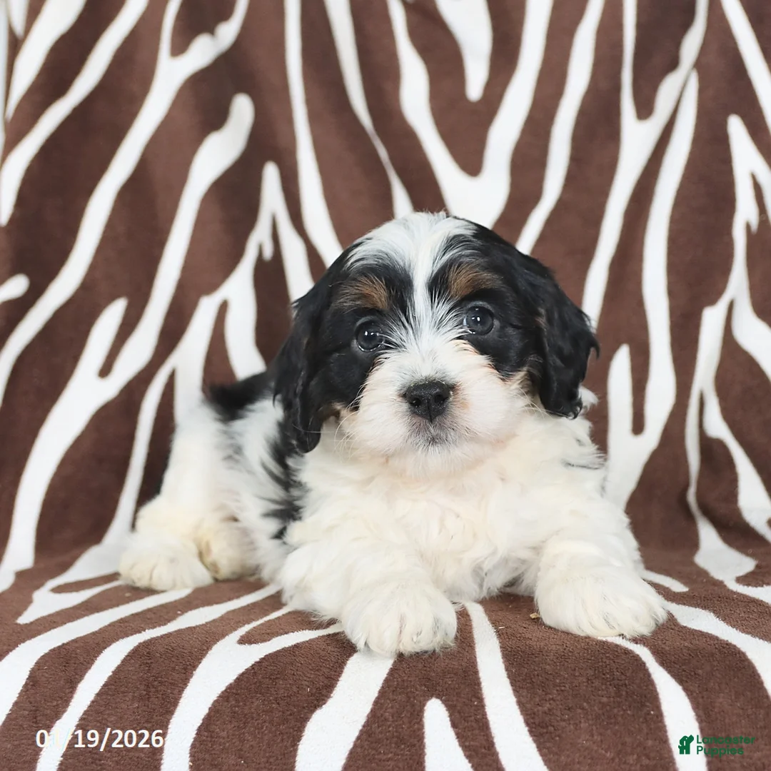 Cavapoo dogs for sale: Sparky - Ad 2