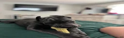 Cane Corso dogs for sale: Cane Corso 2 - Ad 33