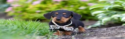 Miniature Dachshund dogs for sale: Anson - Ad 3
