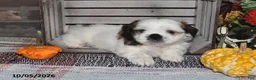 Shih Tzu dogs for sale: Dallas - Ad 7