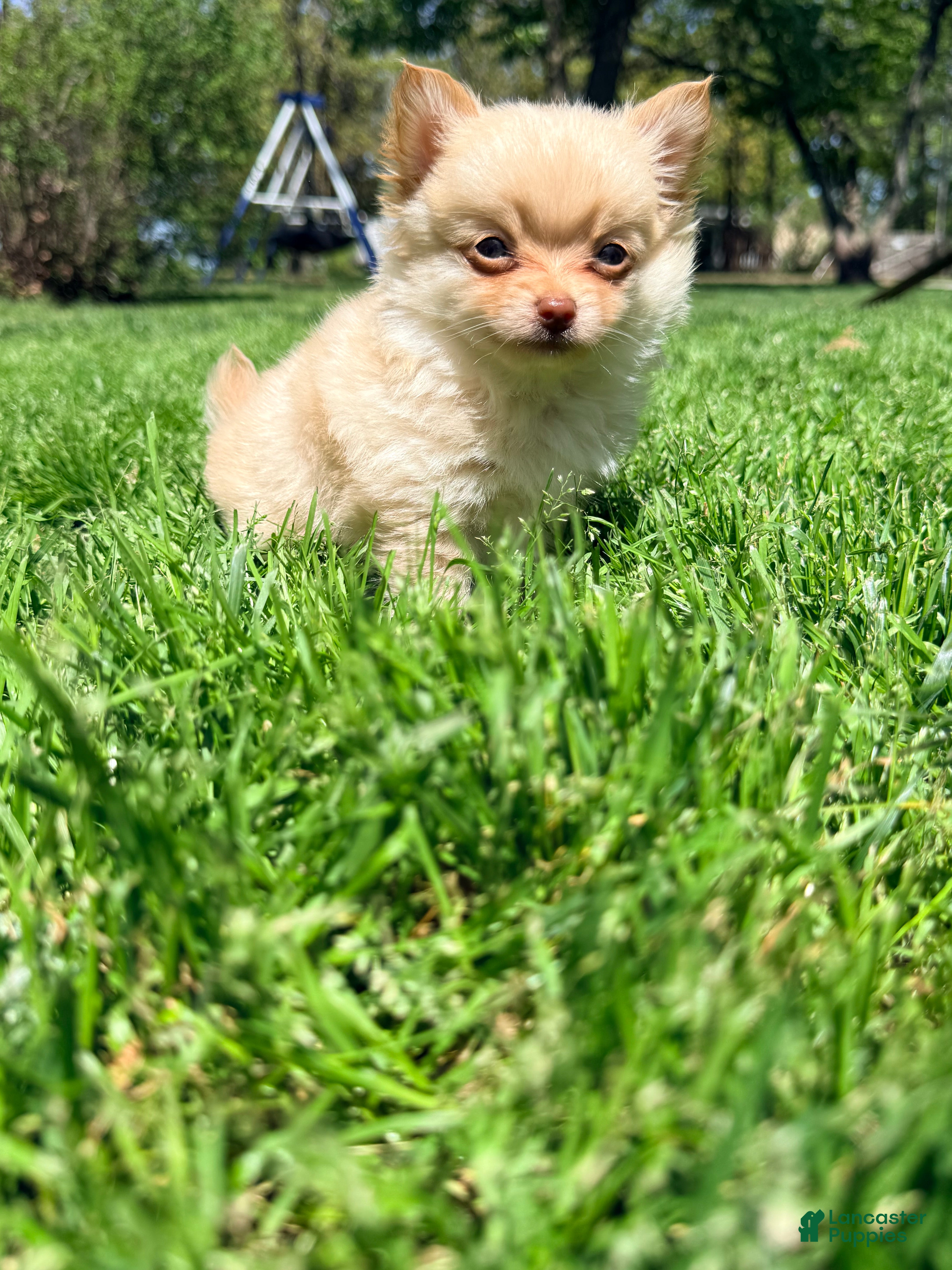 Pomchi dogs Cortland - Ad 2