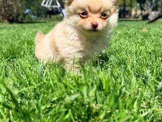Pomchi dogs Cortland - Ad 2