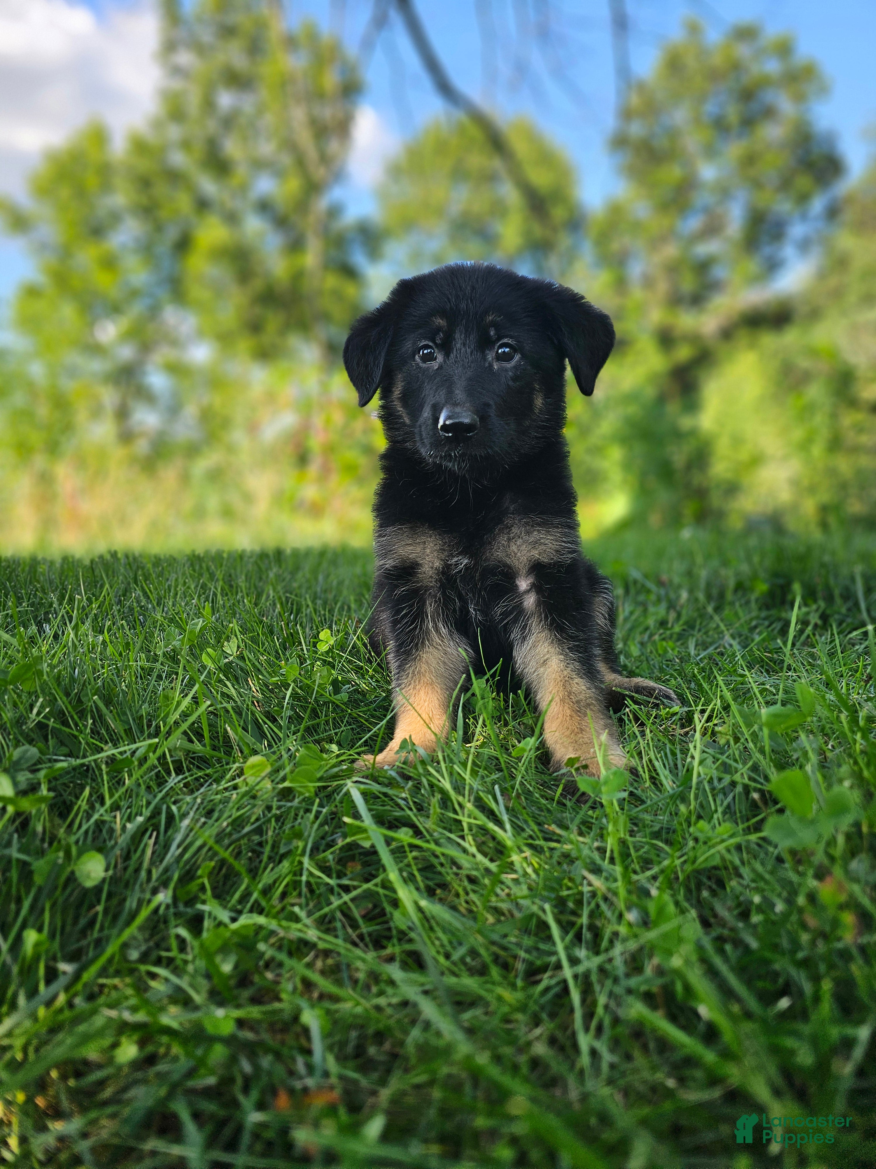 German Shepherd dogs Sally - Ad 1