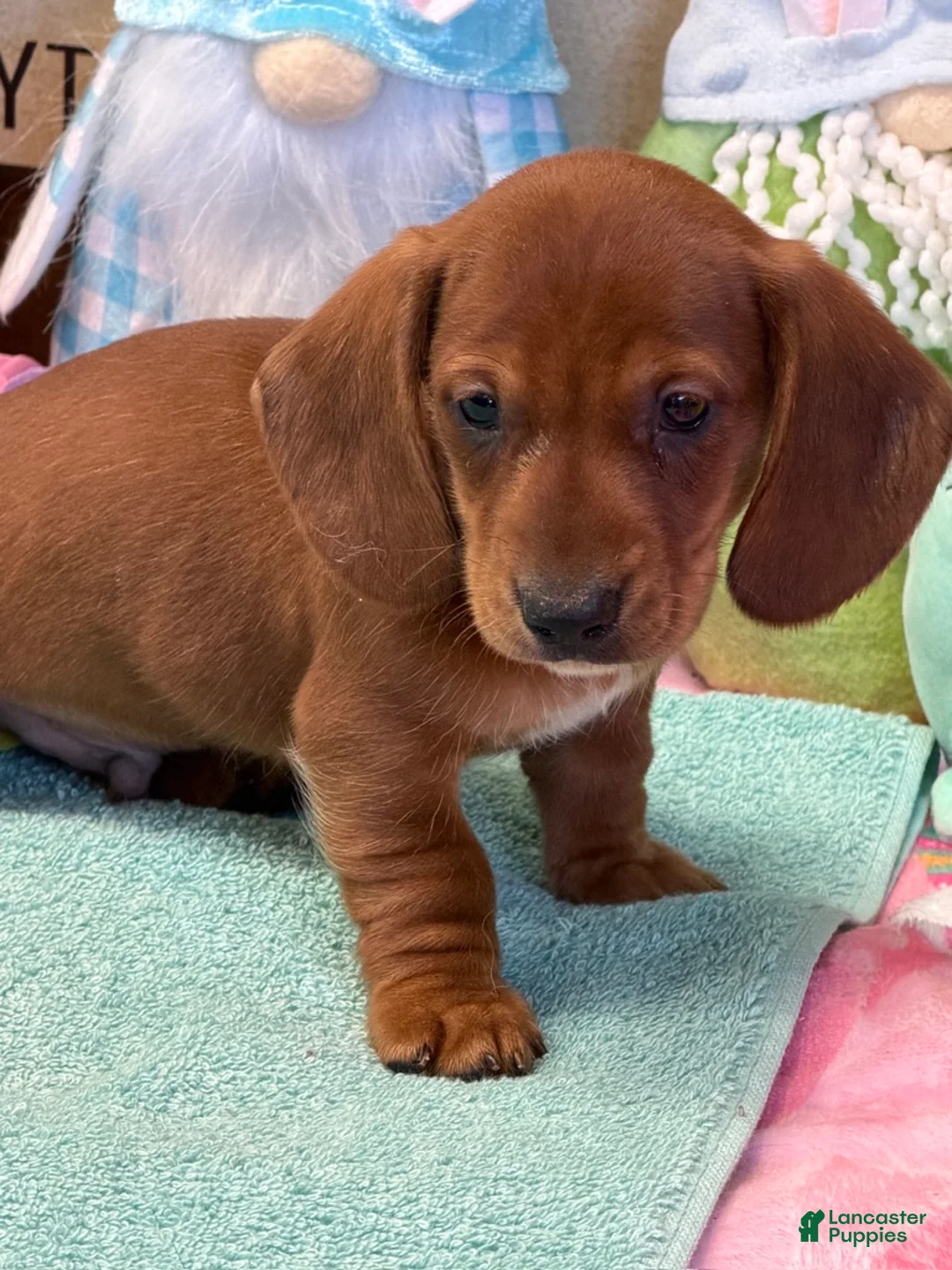 Dachshund dogs for sale: Nate - Ad 1