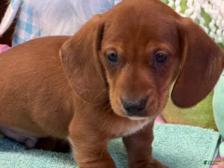 Dachshund dogs Nate - Ad 9