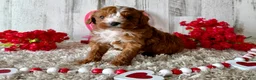 Cavapoo dogs for sale: Zabo - Ad 1