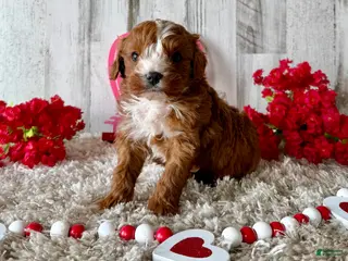 Cavapoo dogs Zabo - Ad 11