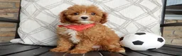 Cavapoo dogs for sale: Bud - Ad 4