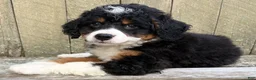 Mini Bernedoodle dogs for sale: 💛IN BOSTON MASSACHUSETTS AREA💛TRADITIONAL TRI COLOR💛MINI BERNEDOODLE BOY💛 - Ad 7