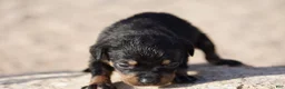 Rottweiler dogs for sale: Rott F3 - Ad 2