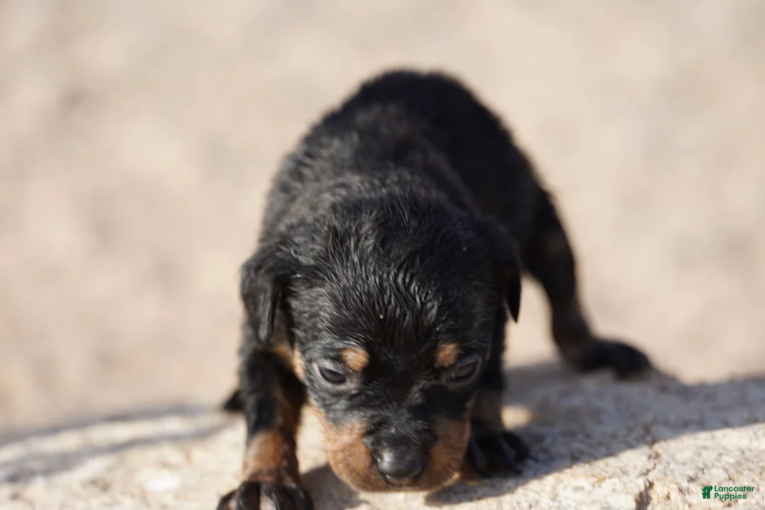 Rottweiler dogs for sale: Rott F3 - Ad 2