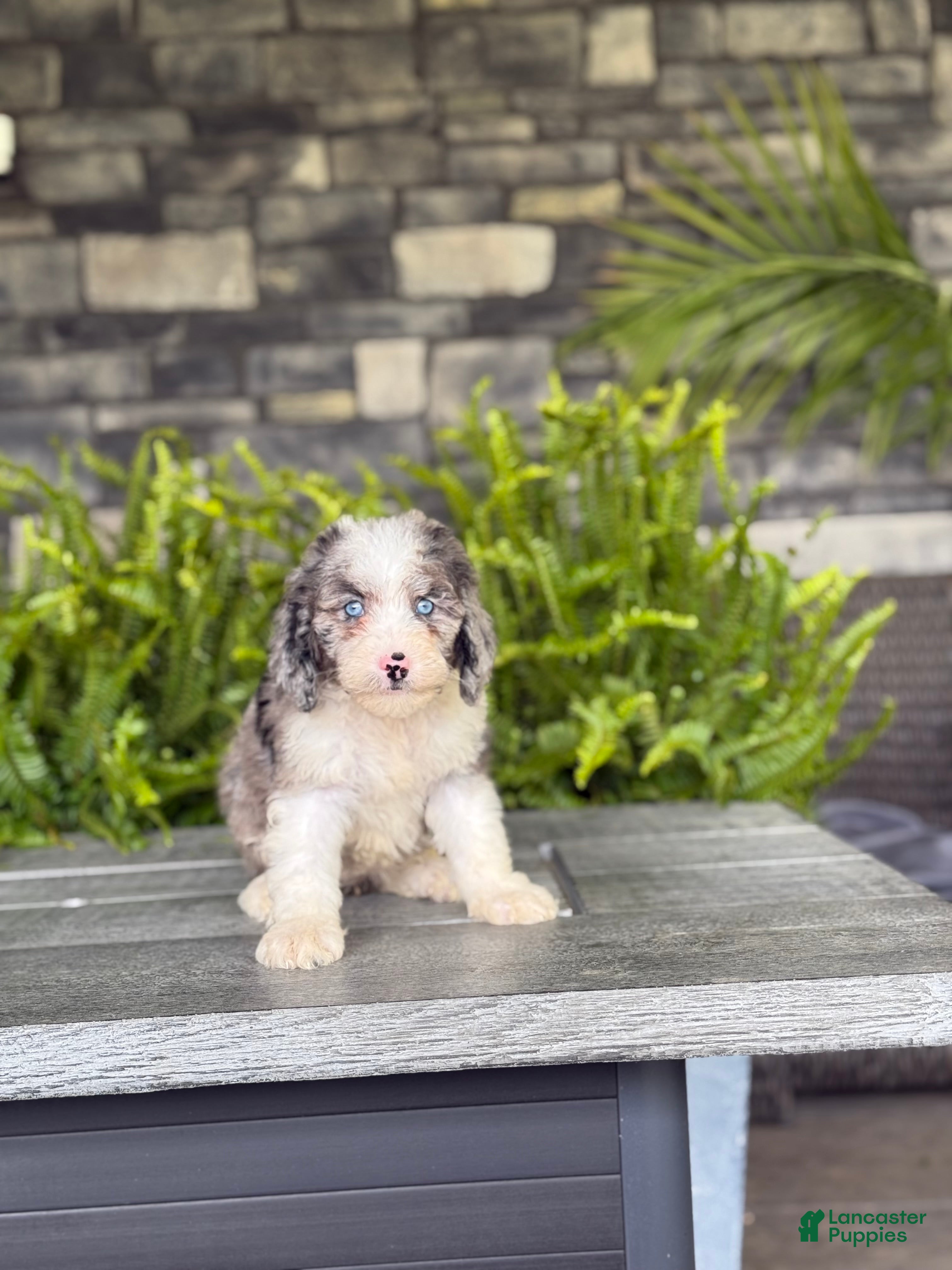 Double Doodle dogs Lady Jane - Ad 1