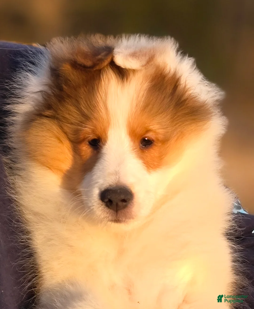 Shetland Sheepdog dogs for sale: Savvy - Ad 2