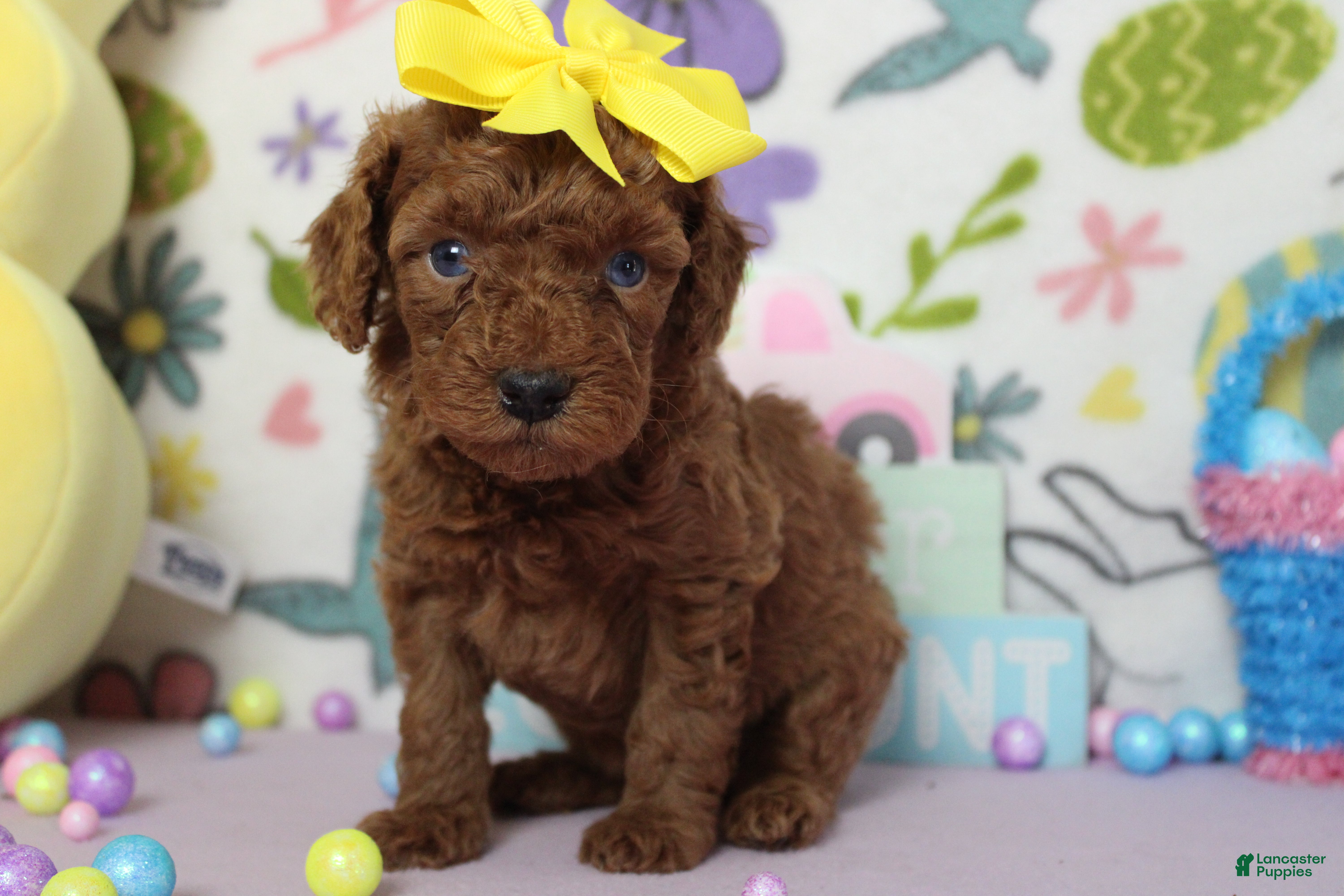 Miniature Poodle dogs Katie  - Ad 15