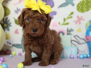 Miniature Poodle dogs Katie - Ad 15