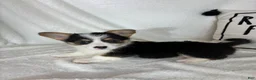 Welsh Corgi Pembroke dogs for sale: Chloe - Ad 4