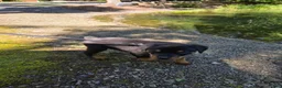 Rottweiler dogs for sale: Clover - Ad 3