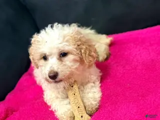 Mini Goldendoodle dogs Mini Goldendoodle Puppy 2 - Ad 20