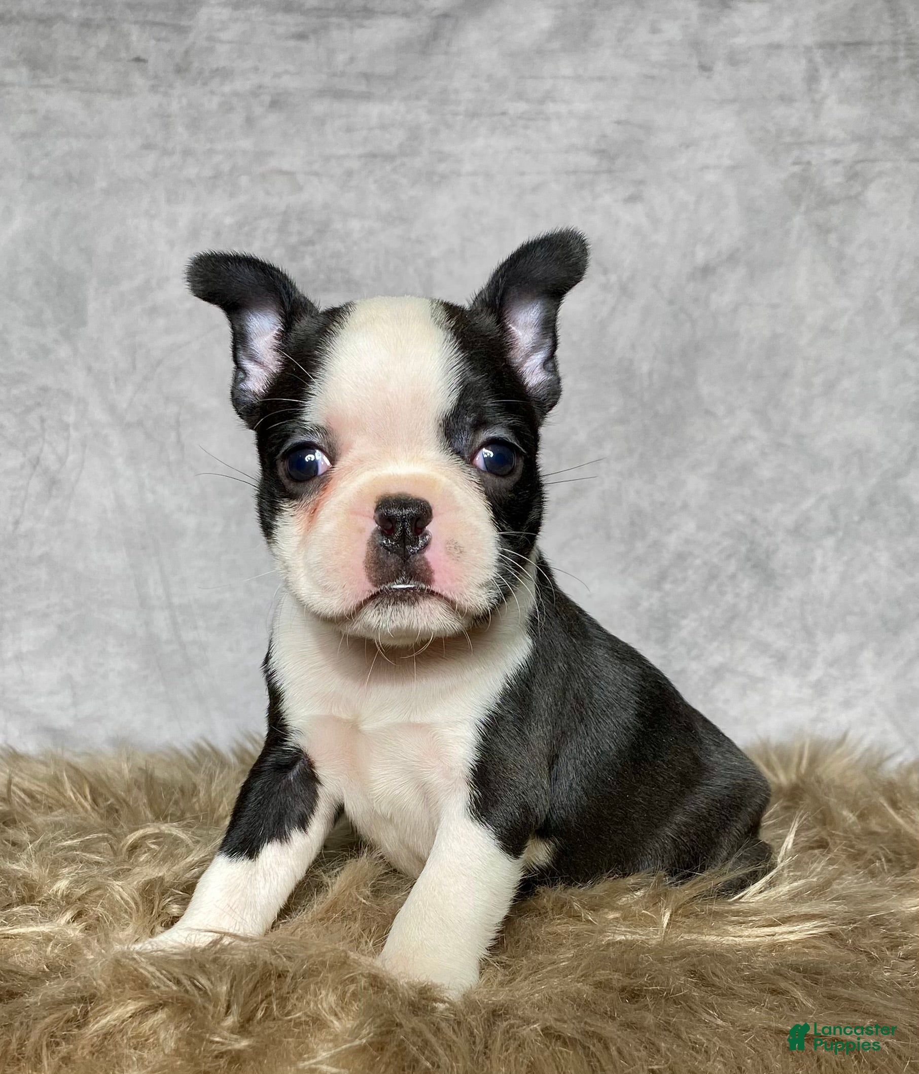 Mixed Breed dogs Miss Daisy  - Ad 1