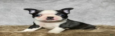 Miss Daisy 