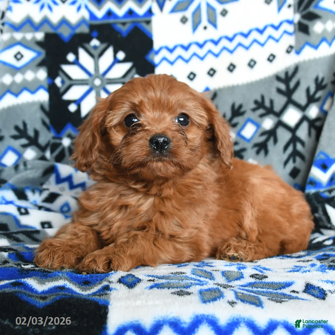 Cavapoo dogs for sale: Buttons - Ad 3
