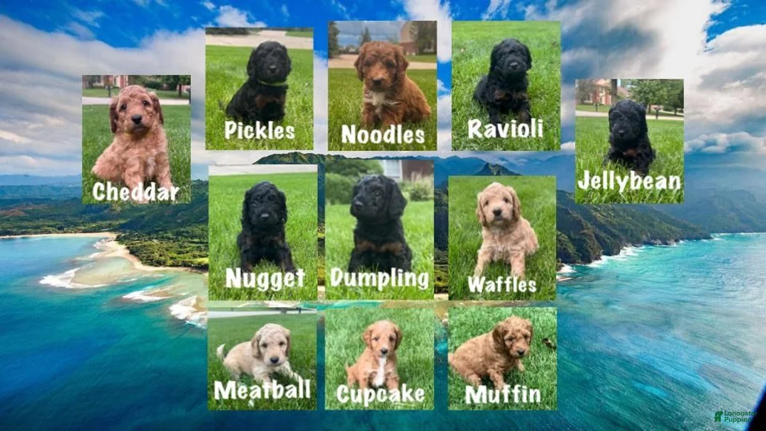 Bernedoodle dogs for sale: Meatball - Ad 2