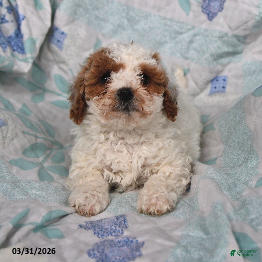 Cavapoo dogs Petey - Ad 1