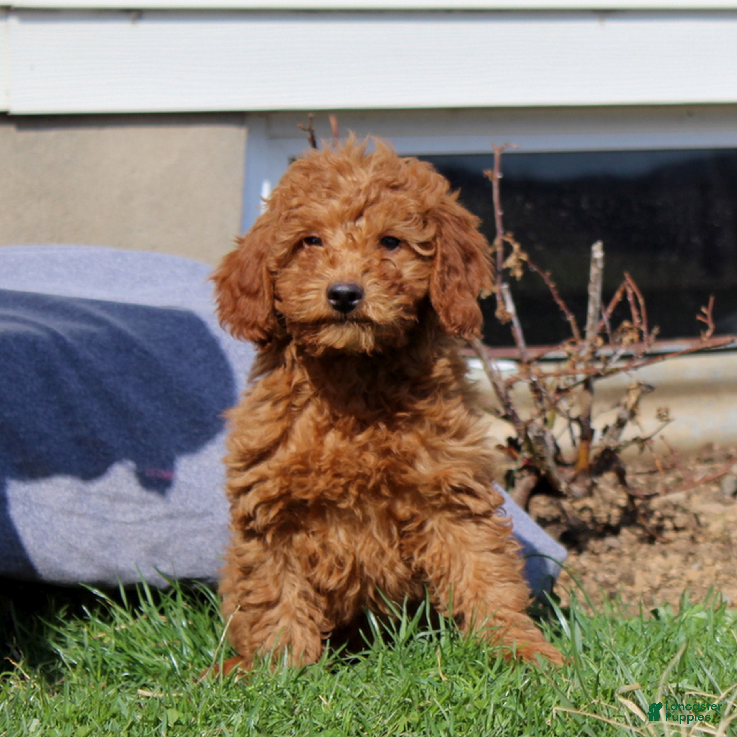 Mini Goldendoodle dogs Sparkles  - Ad 1