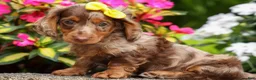 Miniature Dachshund dogs for sale: Ike💙 - Ad 5