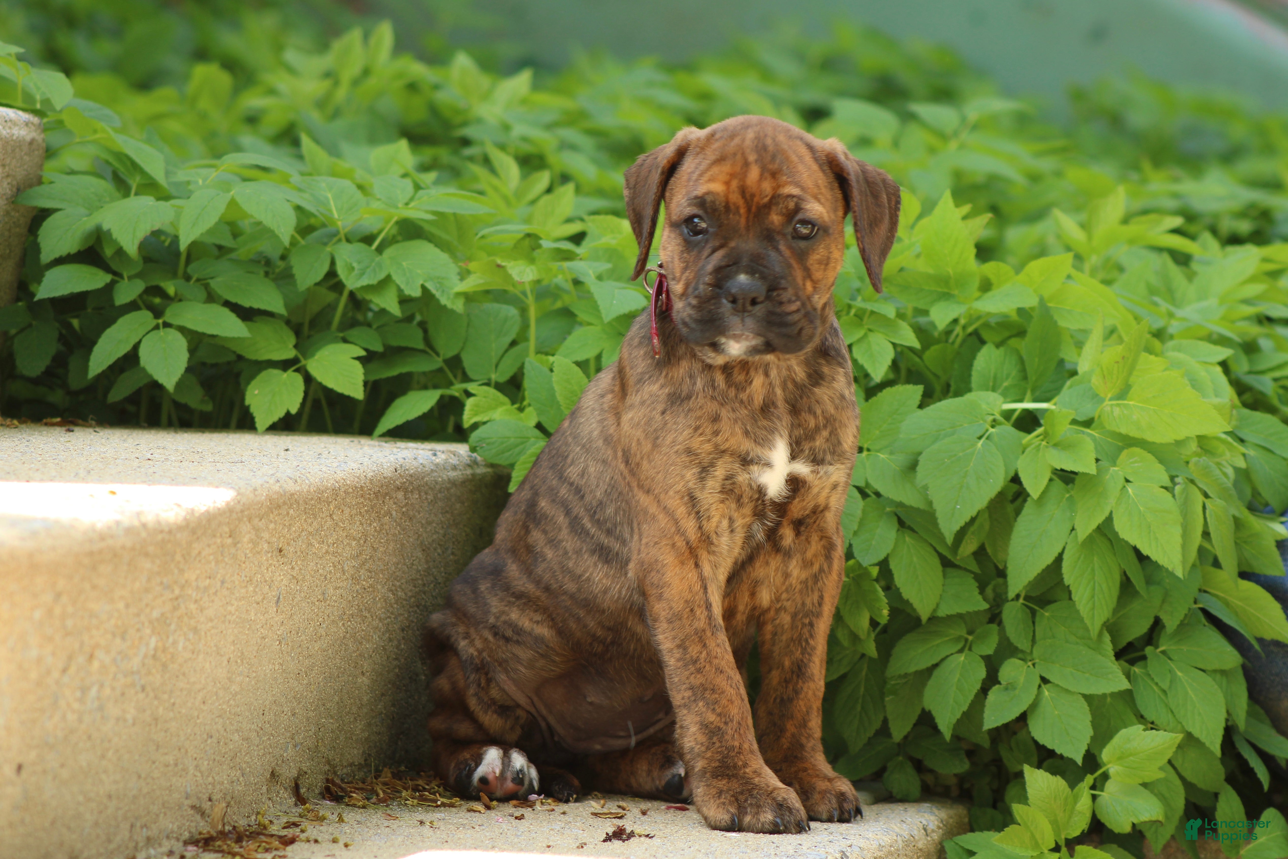 Mixed Breed dogs Ember - Ad 18