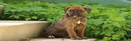 Mixed Breed dogs for sale: Ember - Ad 1