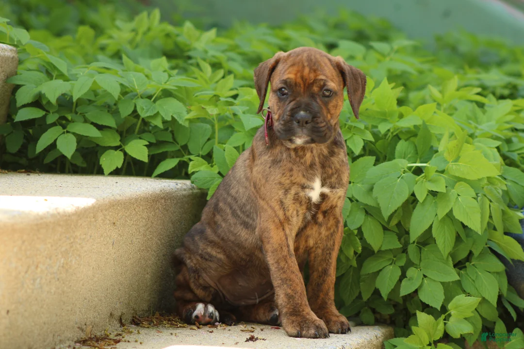 Mixed Breed dogs for sale: Ember - Ad 1